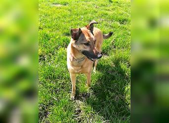 Notfall Amy 5,5 Jahre Belg. Schäferhund sucht ein Zuhause