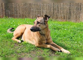 Notfall Amy 5,5 Jahre Belg. Schäferhund sucht ein Zuhause