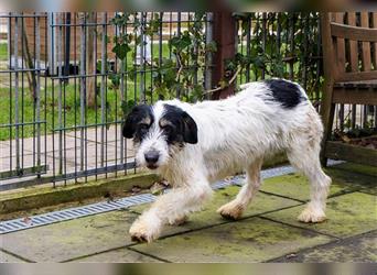 ♥Diesel♥ auf Pflegestelle bei Köln - verschmuster, menschenbezogener Junghund 48cm