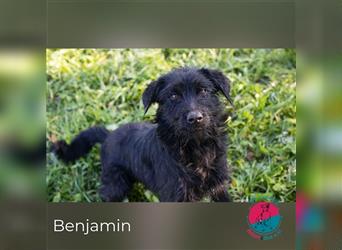 Benjamin – Terrier-Mix sucht seine Menschen