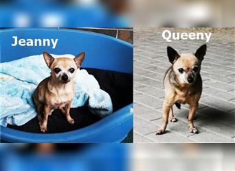 Queeny, Chihuahua (2009) nur zusammen mit Jeanny (2011)
