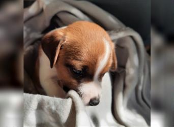 Jack Russell Terrier Welpe Rüde