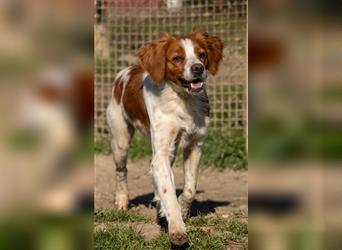 Shevina - sportliche Hundedame sucht liebevolles Zuhause