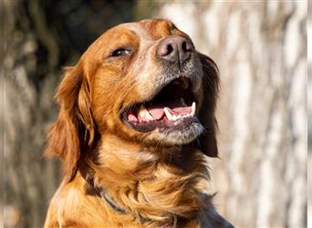 Sindney - sportliche Hundedame sucht liebevolles Zuhause