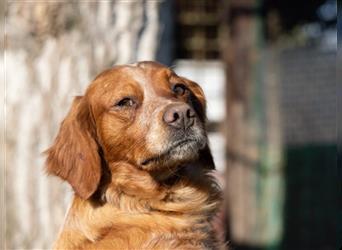 Sindney - sportliche Hundedame sucht liebevolles Zuhause