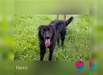 Nero – Dunkler Rüde auf Reisen in eine strahlende Zukunft!