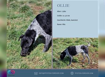 Ollie, ca. 1 Jahr alt, 35-40 cm, Rüde (kastriert)