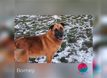 Borney – Loyaler Rüde sucht einen starken Gegenpart