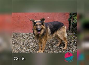 Osiris – Anmutiger Schäferhund-Mix