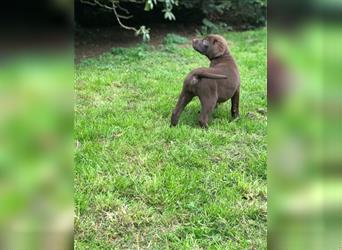 Labrador Welpen Reinrassige