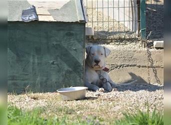Rudolf - Absolut ruhiger und entspannter Dogo-Argentino-Mischling, ca. 3 Jahre alt