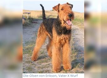Airedale Terrier Welpen aus KFT / VDH Zucht ab 13.05.2023