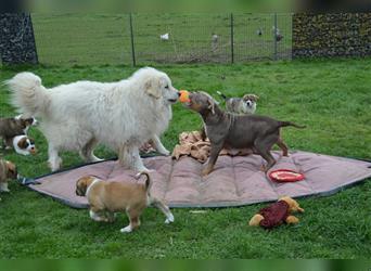 „Einmalig“ Welpen von Hündin Old Englische-Bulldogge und Rüde Herdenschutz-Pyrenäenberghund