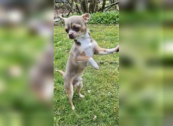 Noch ein Chihuahua Langhaar Welpe übrig!! Lilac Tricolor, Rüde
