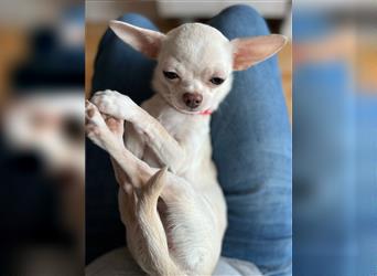Chihuahua - Kurzhaar