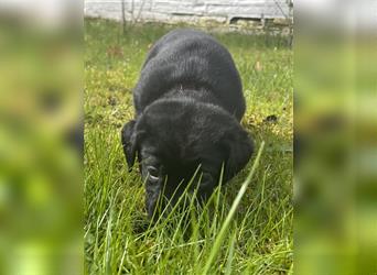 Lackschwarze Herzensbrecher Labrador Retriever Welpen mit Ahnentafel