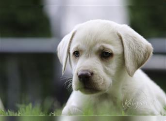 Wunderschöne Labrador Welpen, acht Wochen