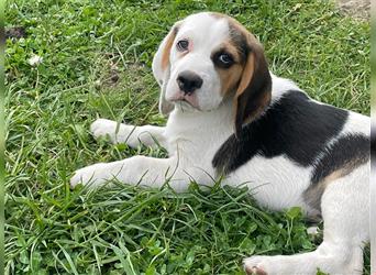 Beagle Welpen tricolor