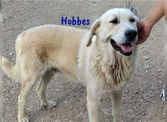Hobbes 02/2019 (ES) - sanfter, ruhiger und verschmuster Pyrenäenberghund-Mix!