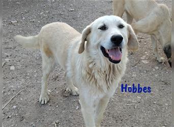 Hobbes 02/2019 (ES) - sanfter, ruhiger und verschmuster Pyrenäenberghund-Mix!
