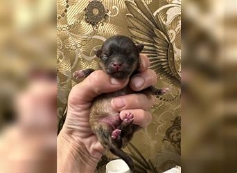 Pomeranian Boo Hündin Welpe am 24.04.23 geboren