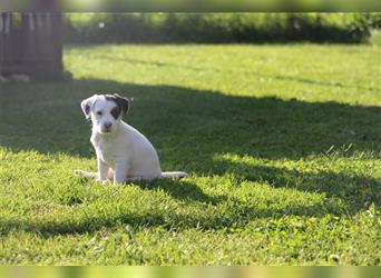 Jack - Parson Russel Terrier