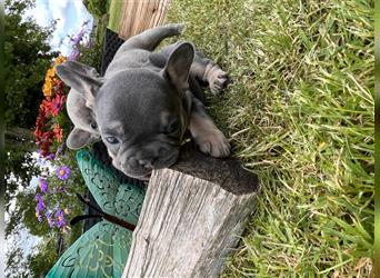 Französische Bulldoggen Welpen mit schönen Nasen und Ahnentafel