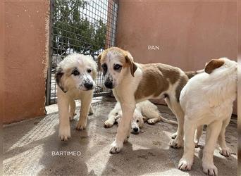 Pan, Pyrenäen Berghund Mix sucht Familie auf dem Land