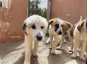 Pan, RESERVIERT Pyrenäen Berghund Mix sucht Familie auf dem Land