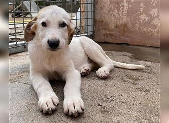 Cana, Pyrenäen Berghund Mix , möchte aufs Land zu lieben Menschen mit Verstand