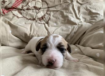 Jack Russell/ Parson Russell Terrier