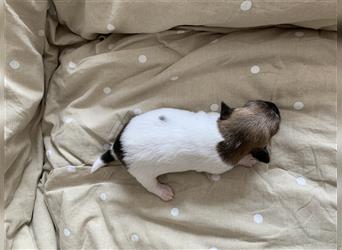 Jack Russell/ Parson Russell Terrier