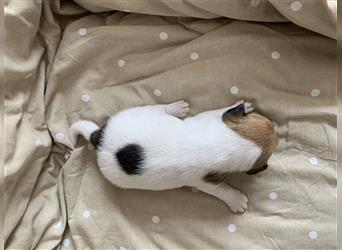Jack Russell/Parson Russell