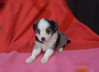 3 traumhafte Mini Aussie Welpen aus top Verpaarg., seriöse Zucht!