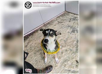 Bildhübscher Junghund ROKY sucht ein liebes Zuhause