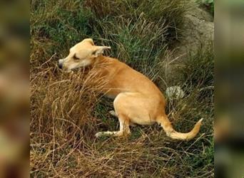 Leonie, verspielte junge Hundeschönheit auf der Suche nach ihrem Zuhause