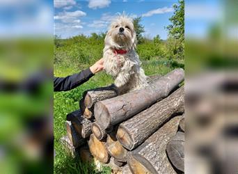 Poldy ist einer von 6 geretteten Hunden die einfach aussortiert wurden, wo finden sie ihr Glück