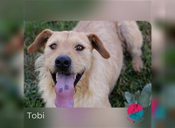 Tobi-  sucht seine Menschen fürs Leben
