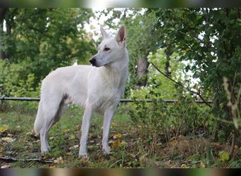 Erfahrener Deckrüde Schweizer Schäferhund (Kein Verkauf)