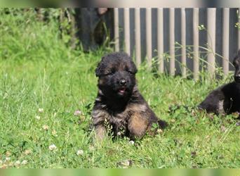 Schwarz-braune Deutsche Schäferhund Welpen suchen neuen Wirkungskreis