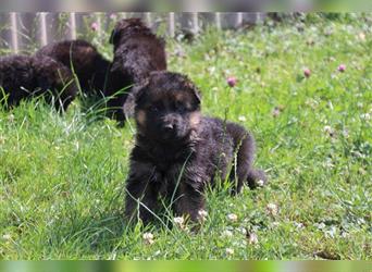 dunkel-grauer Deutscher Schäferhund Rüde sucht neuen Wirkungskreis