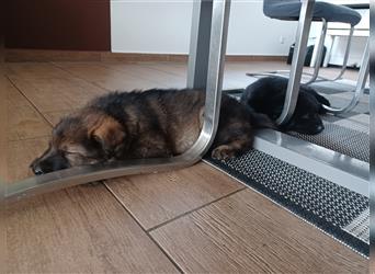 dunkelgrauer Deutscher Schäferhund Rüde sucht einen neuen Wirkungskreis