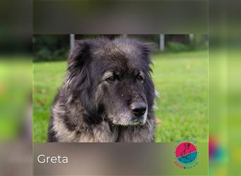Greta – Großer Hund mit großem Herzen