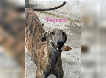 Paquera 04/2019 (ESP) - verträgliche und verspielte Galga sucht ihre Menschen!