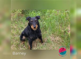 Barney – unser freundliches, arbeitsfreudiges Energiebündelchen