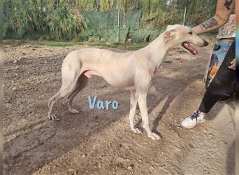 Varo 08/16 (ESP) - offener, zugänglicher, verschmuster und menschenbezogener Galgo