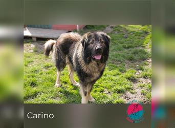 Carino – Dein Zukünftiger?