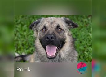 Bolek – mit Fröhlichkeit und Energie, klettert er sich in dein Herz!