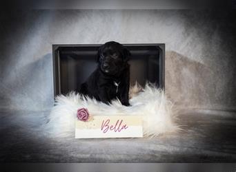 Unsere Bella sucht noch eine neue Familie ❤️ Labrador-Schäfer Mix