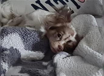 2 süße Chihuahuas suche zusammen ein Zuhause